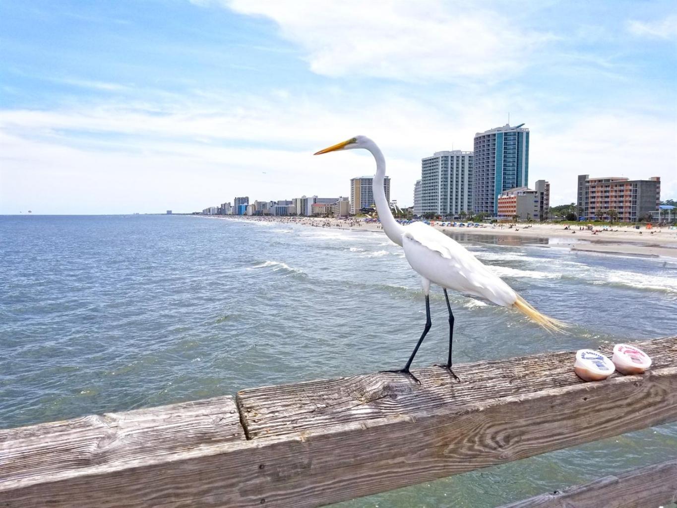 Villa 7Th Floor! Modern Building, Direct Oceanfront View Myrtle Beach Esterno foto
